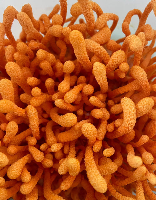 Load image into Gallery viewer, Cordyceps Dual Extract Tincture by Hodgins Harvest
