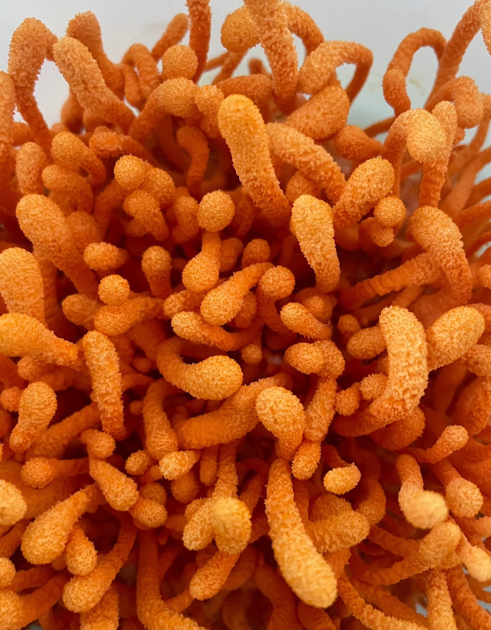 Cordyceps Dual Extract Tincture by Hodgins Harvest
