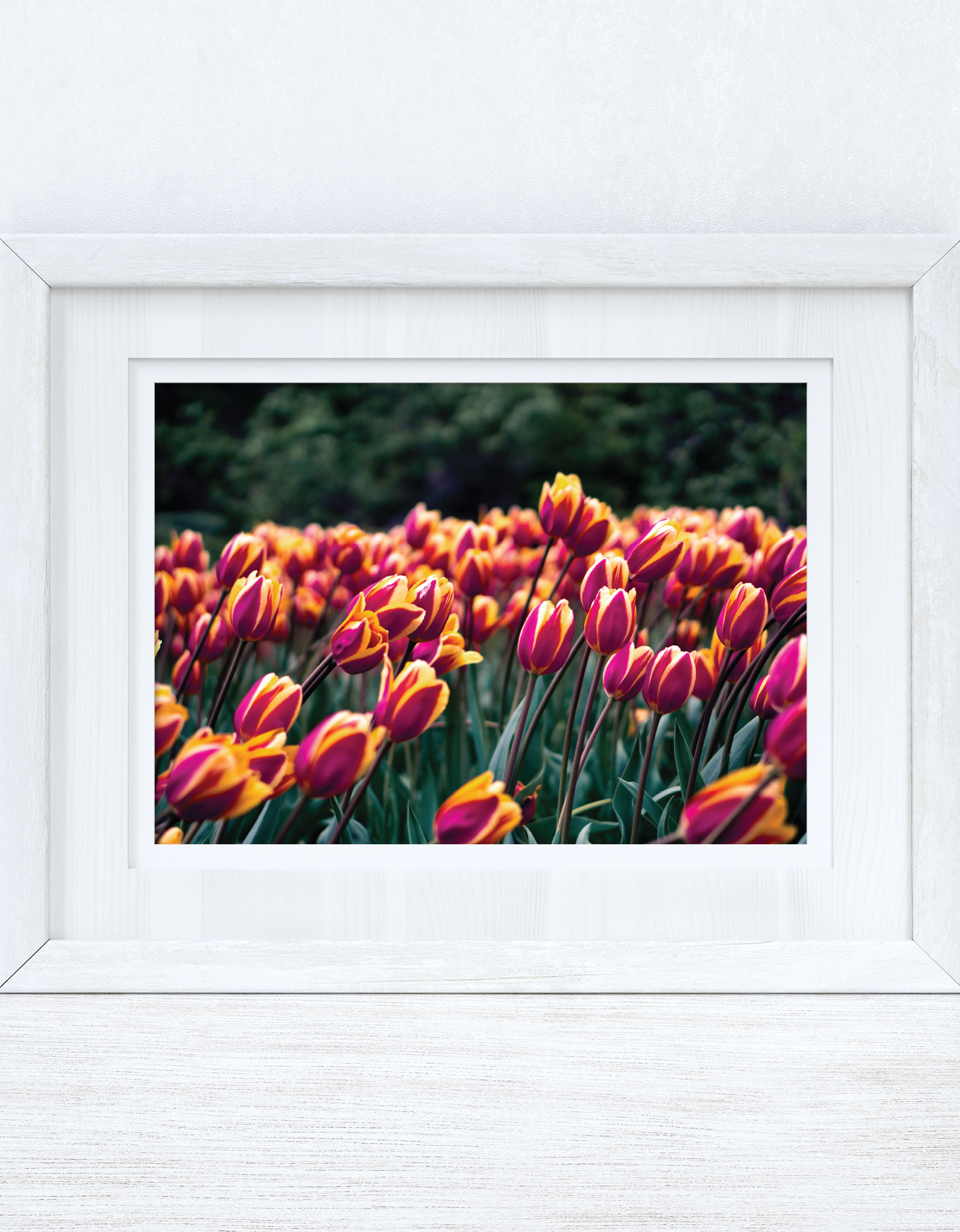Tulips Spring Photography Spring Seasonal Wall Home Decor Print by WinsterCreations™ Official Store