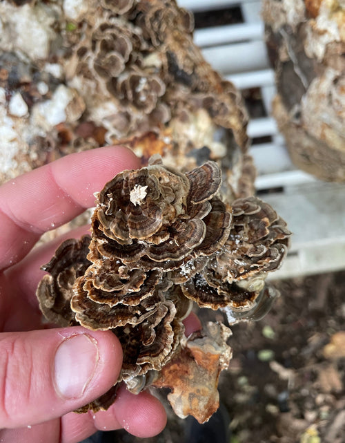 Load image into Gallery viewer, Reishi + Turkey Tail Dual Extract Tincture by Hodgins Harvest
