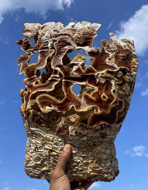 Load image into Gallery viewer, Ahara Mushrooms Reishi Capsules - 10 bottles by Farm2Me
