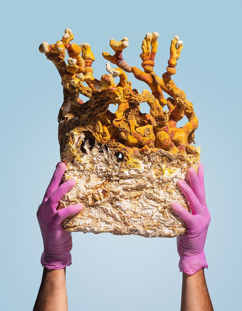 Load image into Gallery viewer, Ahara Mushrooms Reishi Capsules - 10 bottles by Farm2Me
