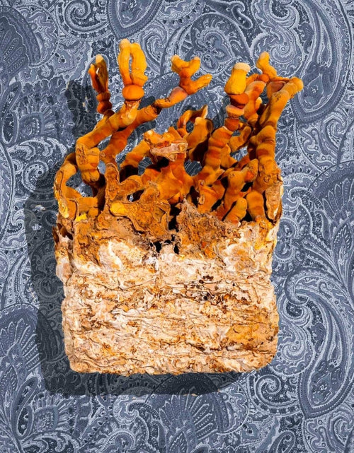 Load image into Gallery viewer, Ahara Mushrooms Reishi Capsules - 10 bottles by Farm2Me
