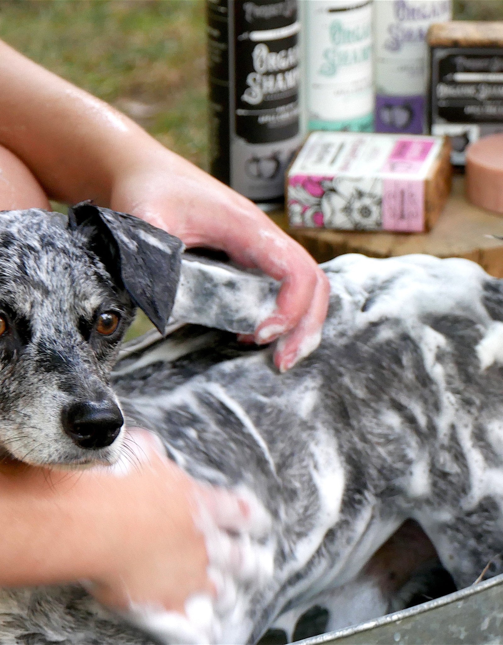 Project Sudz Organic Shampoo Bar by HOLI