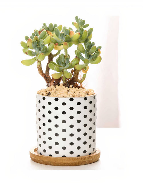 Load image into Gallery viewer, B&amp;W Planters Set of 3 by ClaudiaG Collection
