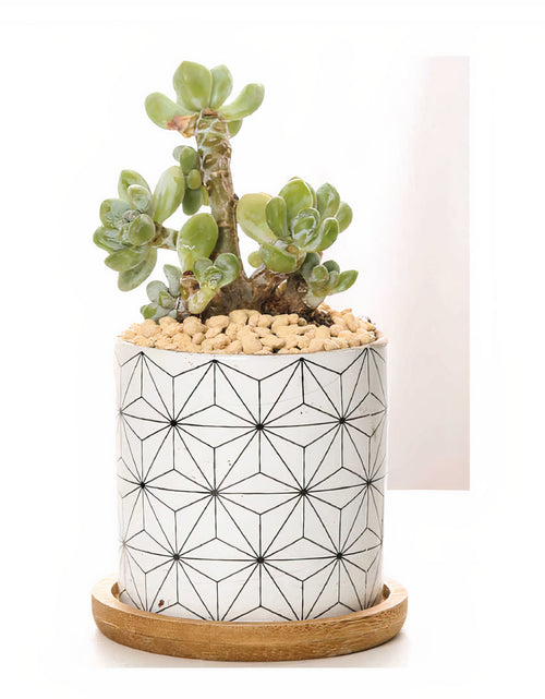 Load image into Gallery viewer, B&amp;W Planters Set of 3 by ClaudiaG Collection
