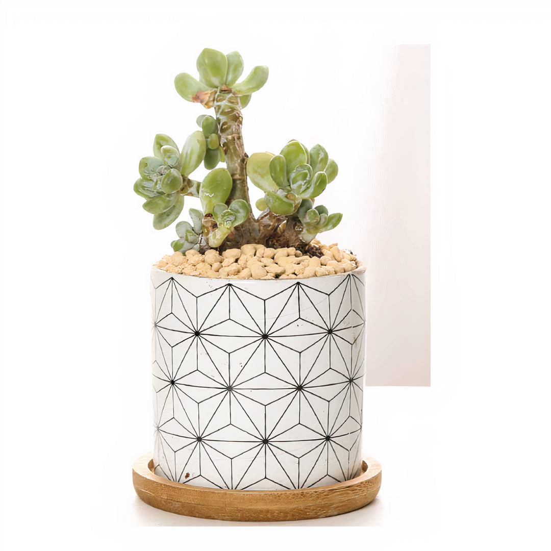 B&W Planters Set of 3 by ClaudiaG Collection