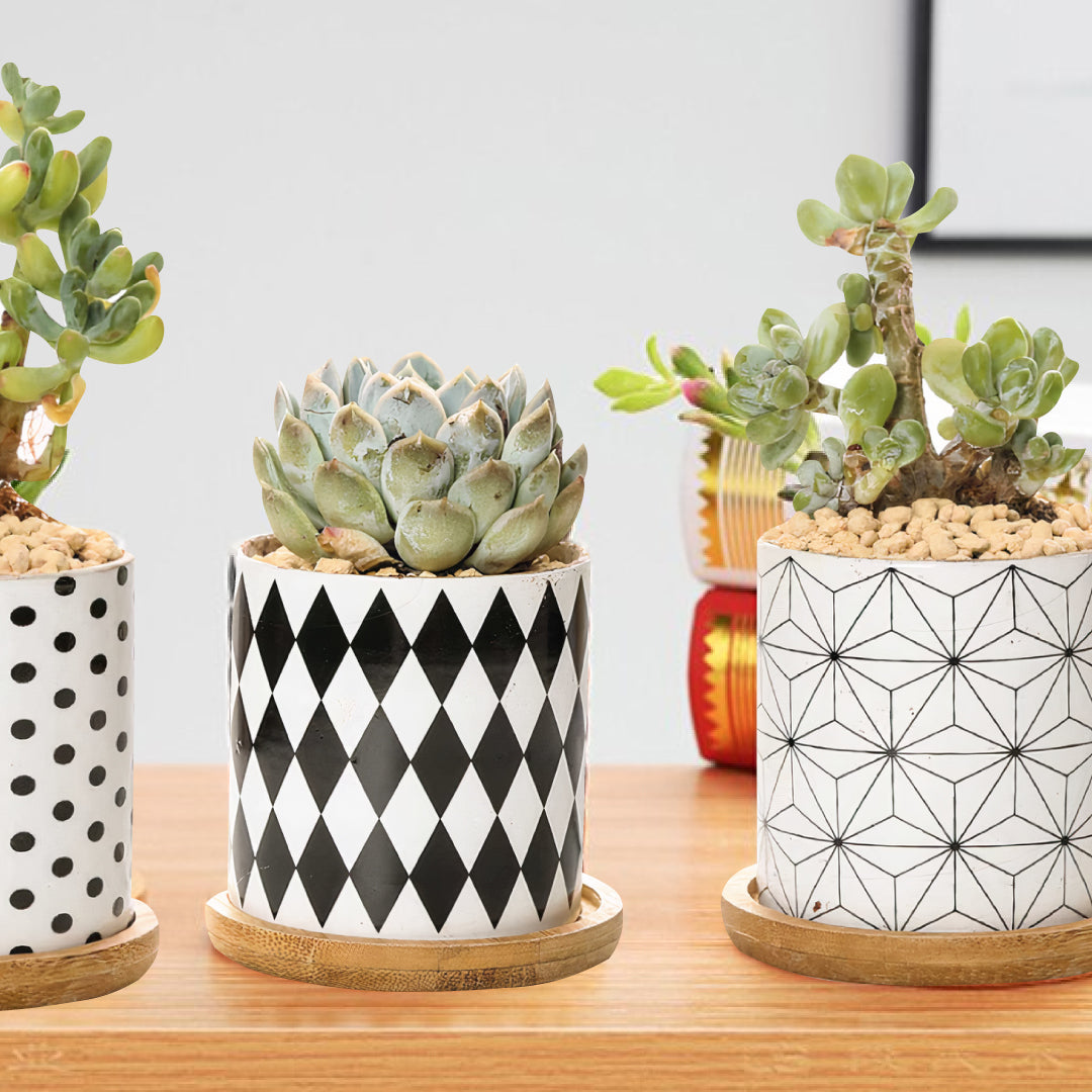 B&W Planters Set of 3 by ClaudiaG Collection