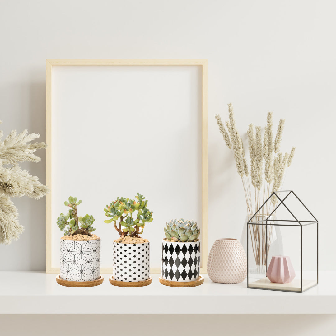 B&W Planters Set of 3 by ClaudiaG Collection