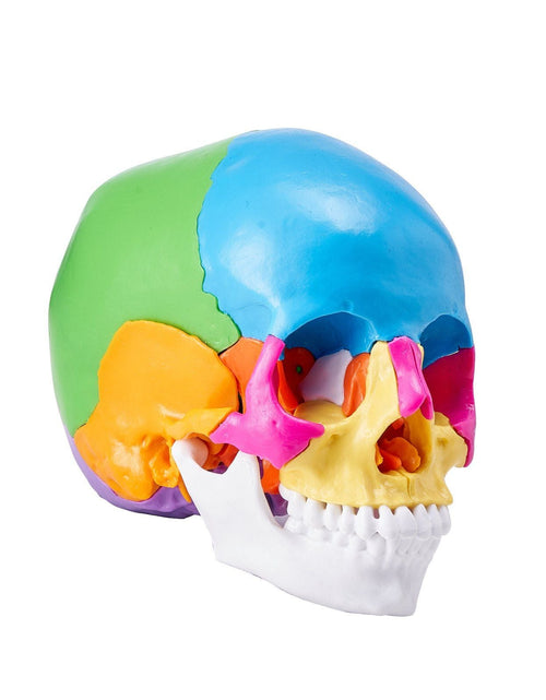 Load image into Gallery viewer, Human Skull Model, 22 Parts Human Skull Anatomy, Life-Size Painted Anatomy Skull Model, PVC Anatomical Skull, Detachable Learning Skull Model, for Professional Teaching, Researching and Learning
