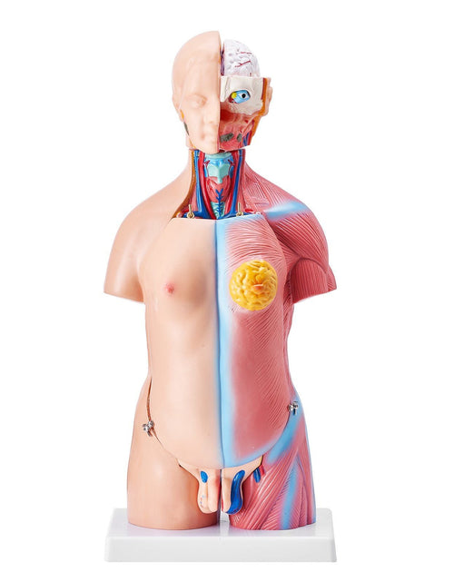 Load image into Gallery viewer, Human Body Model, 23 Parts 18 inch, Human Torso Anatomy Model Unisex Anatomical Skeleton Model with Removable Organs, Educational Teaching Tool for Students Science Learning Education Display
