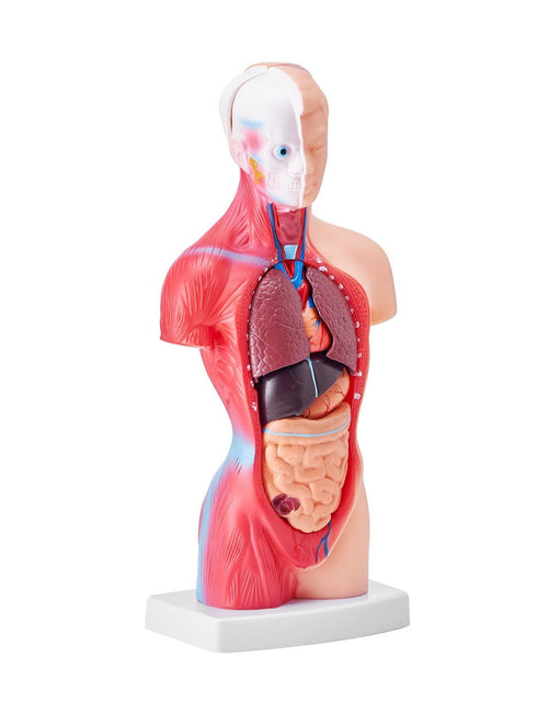 Load image into Gallery viewer, Human Body Model, 15 Parts 11 inch, Human Torso Anatomy Model Anatomical Skeleton Model with Removable Organs, Educational Teaching Tool for Students Science Learning School Education Display
