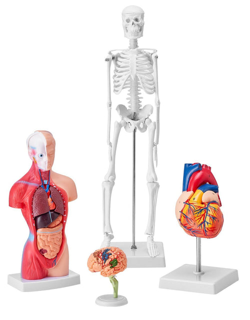 Load image into Gallery viewer, Human Anatomy Models Bundle Set, Brain, Human Torso Body, Heart, Skeleton Model Set of 4, Hands-on 3D Model Study Tools Teaching Models for Physiology Students or as Educational Kit for Kids

