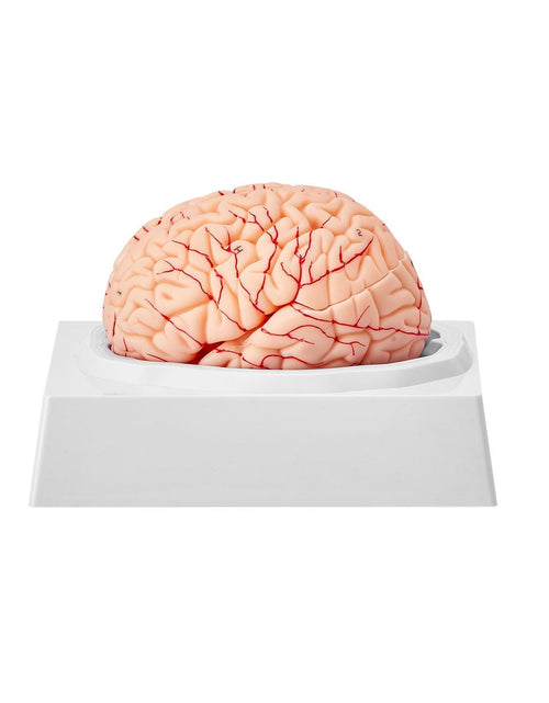 Load image into Gallery viewer, Human Brain Model Anatomy, 1:1 Life-Size 9-Part Human Brain Anatomical Model with Labels &amp; Display Base, Detachable Brain Model for Science Research Teaching Learning Classroom Study Display

