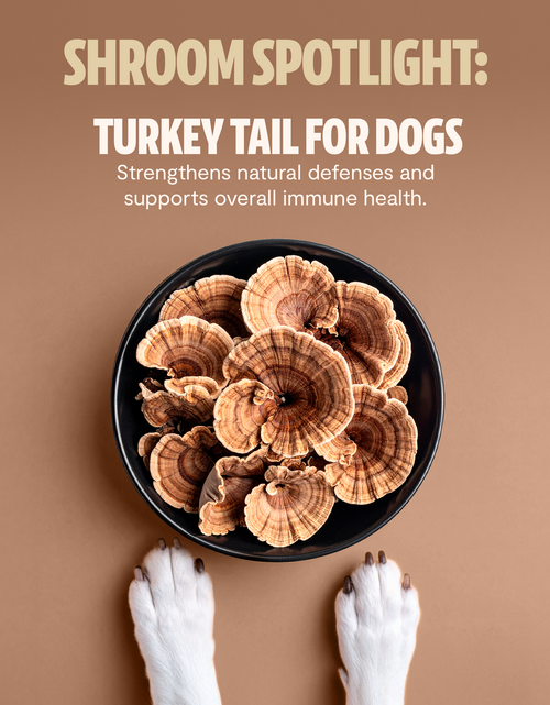 Load image into Gallery viewer, Organic Mushroom Complex for Dogs
