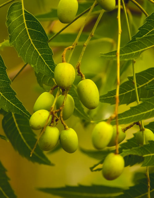 Load image into Gallery viewer, The Original Organic Handmade Neem Oil Soap by Sweet Harvest Farms

