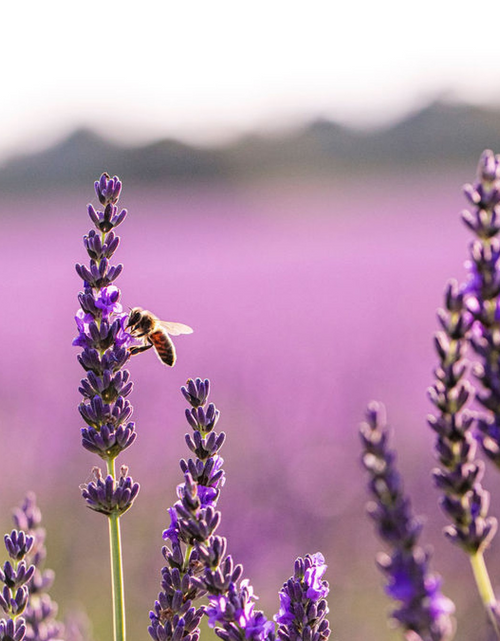 Load image into Gallery viewer, Lavender Infused Honey - 8oz Glass Jar of Pure Sweetness

